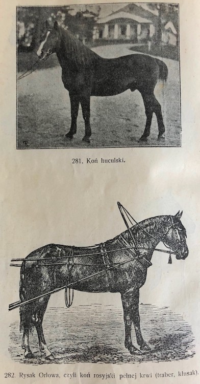 konie_4.jpg